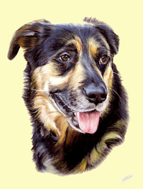 Hundeportrait in Pastell gemalt