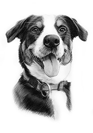 Hundeportrait in Kohle von Andy Steinbauer