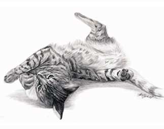 Katzenzeichnung in Bleistift von Andy Steinbauer