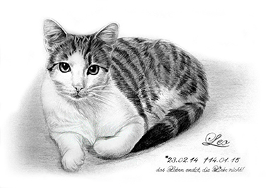 Gedenkbild Katze als Bleistiftzeichnung