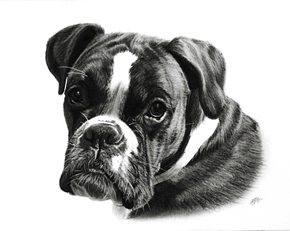 Hundeportrait Boxer in Kohle gezeichnet