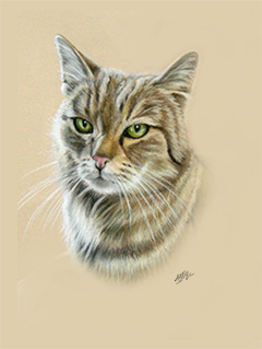 Katzenportrait in Pastell