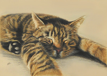 Katzenportrait in Pastell gezeichnet, Andy Steinbauer