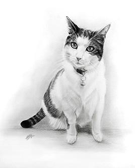 Katzenportrait in Kohle, von Andy Steinbauer