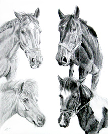  Bleistiftzeichnung vier Pferde