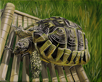 Tierportrait Schildkröte