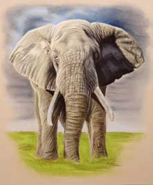 Tierportrait Elefant