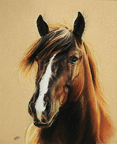 Tierportraits Pferde